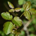 What Every Parent Needs To Know About Kids and Poison Ivy