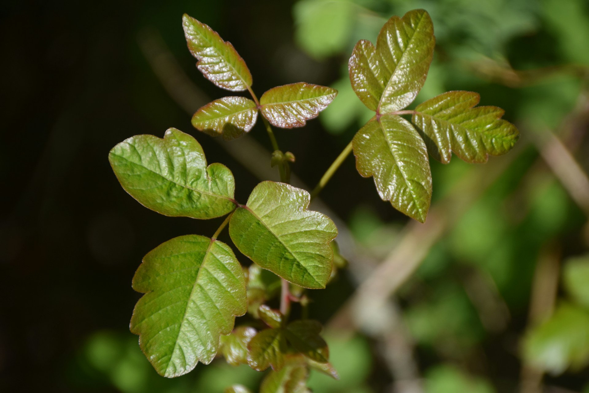 What Every Parent Needs To Know About Kids and Poison Ivy